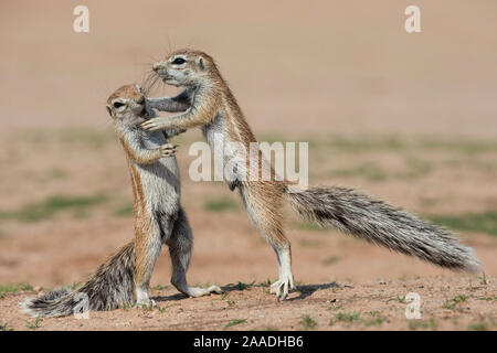 Les jeunes écureuils terrestres (Ha83 inauris) combats, Kgalagadi Transfrontier Park, Northern Cape, Afrique du Sud, janvier. Banque D'Images