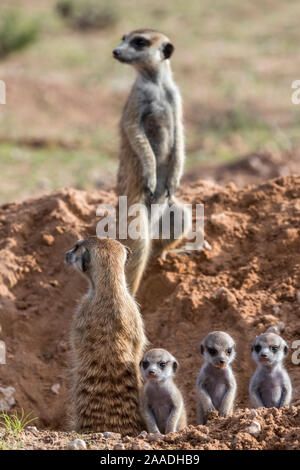 Les suricates (Suricata suricatta) avec les jeunes, Kgalagadi Transfrontier Park, Northern Cape, Afrique du Sud, janvier. Banque D'Images