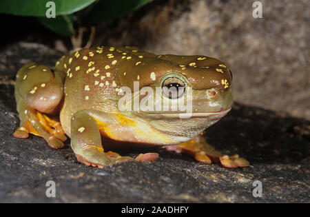 Arbre magnifique grenouille (Litoria splendida), le Parc National de Purnululu Site du patrimoine naturel mondial de l'UNESCO, de l'Australie-Occidentale, en Australie. Endémique de Kimberley Banque D'Images