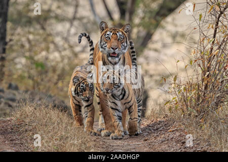 Tigre du Bengale (Panthera tigris) tigresse 'Noor' avec des oursons, , Ranthambhore, Inde Banque D'Images