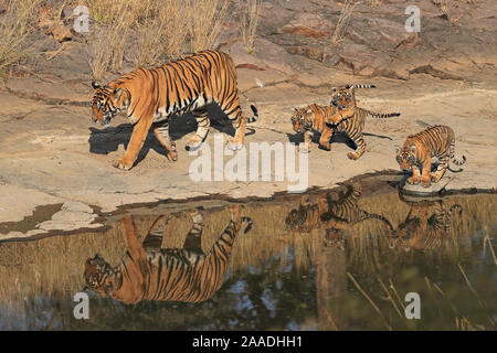 Tigre du Bengale (Panthera tigris) tigresse 'Noor T39' avec des petits l'âge de trois mois , Ranthambhore, Inde Banque D'Images