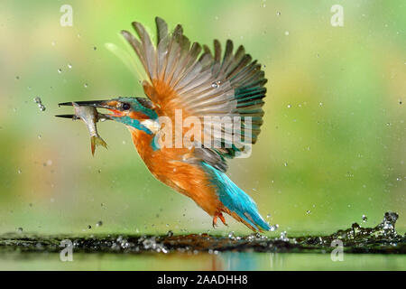 Kingfisher (Alcedo atthis) mâle, après la plongée, décoller de l'eau avec les poissons, un gardon (Rutilus rutilus) Lorraine, France, Août Banque D'Images