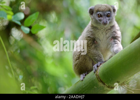 Le nord de l'hapalémur (hapalemur occidentalis) sur le bambou. Forêts Humides de l'Atsinanana au Patrimoine Mondial de l'UNESCO, Madagascar, décembre. Banque D'Images