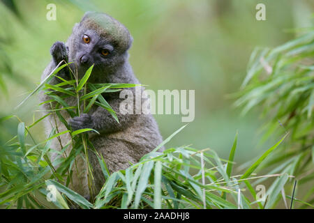 Le nord de l'hapalémur (hapalemur occidentalis) manger le bambou. Forêts Humides de l'Atsinanana au Patrimoine Mondial de l'UNESCO. Le Parc National de Marojejy, Madagascar, décembre. Banque D'Images