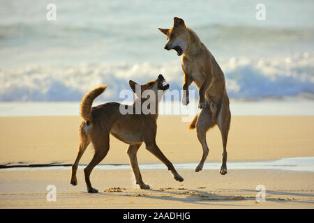 Dingo (Canis lupus dingo) combats sur une plage. L'île de Fraser UNESCO World Heritage Site. Queensland, Australie, novembre. Banque D'Images