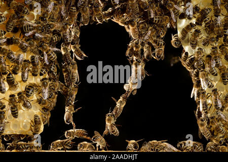 Les abeilles domestiques (Apis mellifera) formant pont vivant, Kiel, Allemagne, juin. Banque D'Images