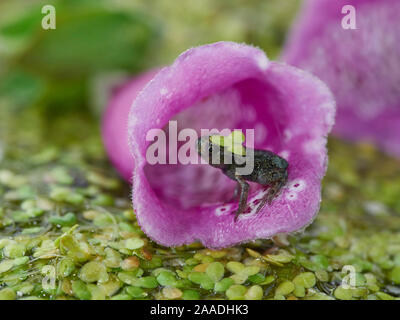 Crapaud commun (Bufo bufo) toadlet,, dans fallen digitale, peu après avoir quitté son précédent l'habitat aquatique. Sussex, Angleterre, Royaume-Uni. De juin. Petit seulement repro Banque D'Images