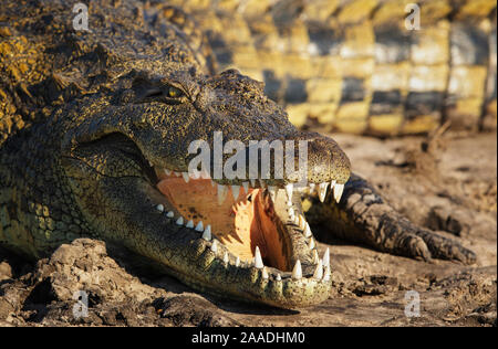 Le crocodile du Nil (Crocodylus niloticus) Le Parc National de Chobe, au Botswana, en juin. Banque D'Images