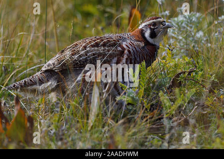 Partridge perdix (tibétain) hodgsoniae près de Yushu, Plateau du Tibet, Qinghai, Chine Banque D'Images