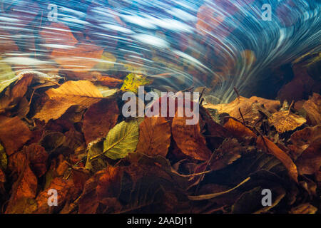 Vue sous-marine des feuilles d'automne dans le flux courant, la Hoegne, Ardennes, Belgique. Banque D'Images