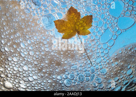 Feuille d'érable en automne, vue sous l'eau avec des bulles et de la mousse de ruisseau de montagne, la Hoegne, Ardennes, Belgique. Banque D'Images