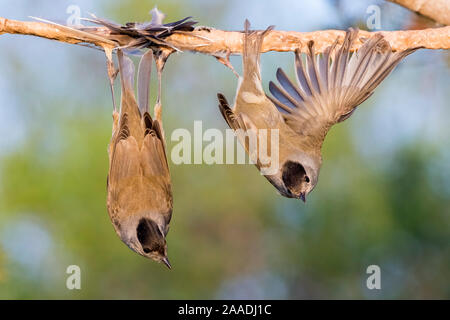 (Sylvia atricapilla Eurasian blackcaps) capturées sur chaulés stick, Chypre. Finaliste au prix de la faune Le photojournaliste : Image unique catégorie de la Wildlife Photographer of the Year Awards (WPOY) 2017 la concurrence. Banque D'Images