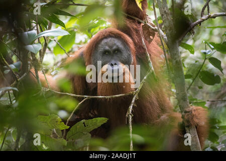 Tapanuliensis Tapanuli Orangutan (Pongo) Portrait d'homme, Batang Toru, Nord de Sumatra, en Indonésie. Il s'agit d'une espèce nouvellement identifiés de l'orang-outan, limitée à la Batang Toru forêts dans le Nord de Sumatra est avec une population d'environ 800 personnes. Banque D'Images