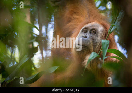 Tapanuliensis Tapanuli orangutan (Pongo) portrait, Batang Toru, Nord de Sumatra, en Indonésie. Il s'agit d'une espèce nouvellement identifiés de l'orang-outan, limitée à la Batang Toru forêts dans le Nord de Sumatra est avec une population d'environ 800 personnes. Banque D'Images