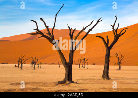 Deadvlei avec dead Camel thorn arbres, Namib-Naukluft National Park, Désert du Namib, Namibie Banque D'Images