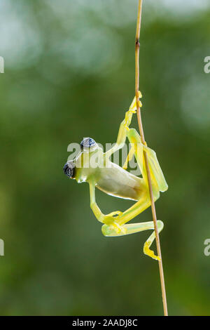 Grenouille de verre Ghost (Sachatamia ilex), Costa Rica. Banque D'Images