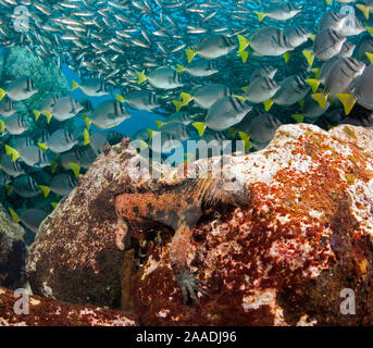 Iguane marin (Amblyrhynchus cristatus) sous l'eau d'alimentation sur les algues. Les espèces endémiques. Avec la scolarisation à rayures noires salema (Xenocys jessiae)(espèces endémiques) et de limande poisson chirurgien (Prionurus laticlavius) dans l'arrière-plan, l'île de Santa Fe, îles Galapagos, Banque D'Images