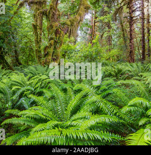 Western sword fern (Polystichum munitum) et l'érable grandifolié érable (Acer macrophyllum) des arbres qui sont couverts de mousse, des forêts pluviales tempérées Hoh, Olympic National Park, Washington, USA. Juin 2017. Banque D'Images