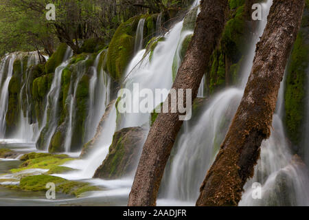 Jian Zhu Pu Bu (flèche Bamboo Lake Cascade), Jiuzhaigou National Park, la vallée de Jiuzhaigou Région d'intérêt panoramique et historique de l'UNESCO World Heritage Site, Sichuan, Chine. Mai 2013. Pour le Projet Eau douce photographié Banque D'Images