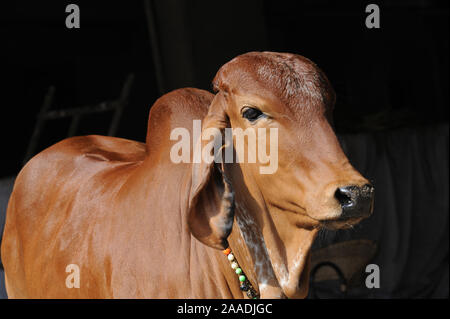 Pune ; Maharashtra ; Inde ; Décembre 2015 : Asie Du Sud-Est - Gros Plan Des Races De Vache Indienne Desi Banque D'Images