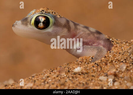 Sable du Namib gecko (Pachydactylus rangei) dans le sable, Swakopmund, Erongo, Namibie . Banque D'Images