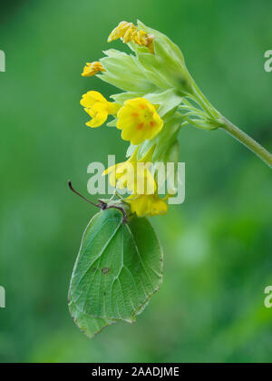 Brimstone Butterfly (Goneopteryx rhamni) masculin se percher sur coucou bleu (Primula veris), Bedfordshire, England, UK, avril Banque D'Images