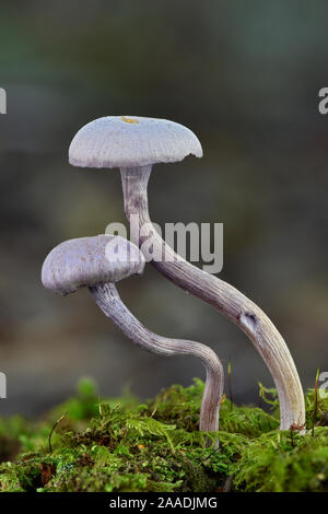 Améthyste (Laccaria amethystina séducteur toadstools) grandissant de journal moussue, Buckinghamshire, Angleterre, Royaume-Uni, octobre. Focus Image empilés Banque D'Images