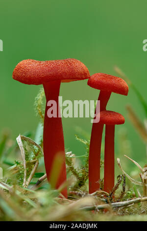 Champignons (waxcap Vermilion Hygrocybe miniata) Buckinghamshire, Angleterre, Royaume-Uni, Septembre - Accent Image empilés Banque D'Images