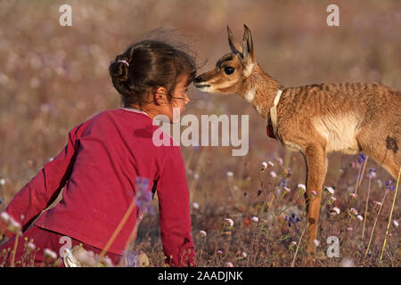 Jeune fille face à face avec la péninsule de l'Antilope d'Amérique (Antilocapra americana peninsularis) fawn au projet de rétablissement de l'Antilope péninsulaire, Réserve de biosphère du désert d'El Vizcaino, péninsule de Basse-Californie, au Mexique, en mars, le premier prix de la 'Passion pour la conservation' concours national organisé par la Commission nationale du Mexique d'aires naturelles protégées (CONANP) Parution du modèle Banque D'Images