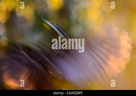 Pic noir (Dryocopus martius) landing, blurred motion Valga County, l'Estonie. Avril a vivement félicité dans le portefeuille de la catégorie Nature Terre Sauvage 2017 Images Awards. Banque D'Images