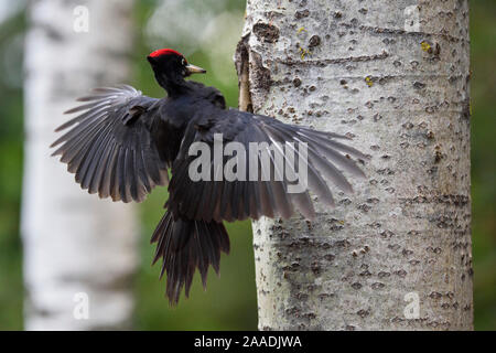 Pic noir (Dryocopus martius) l'atterrissage à l'extérieur de nid, Valga County, l'Estonie. Avril. Hautement recommandé dans le portefeuille de la catégorie Nature Terre Sauvage 2017 Images Awards. Banque D'Images