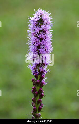 Liatris Liatris spicata ou Prairie ou gay feather plante vivace herbacée avec un seul grand épi de fleurs violettes Banque D'Images