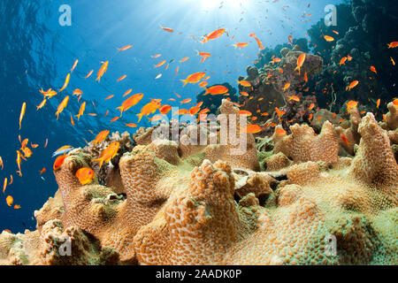 Reef et banc de Jewel fairy basslet (Pseudanthias squamipinnis) South Point dive site, Sanganeb reef, Soudan, Mer Rouge Banque D'Images