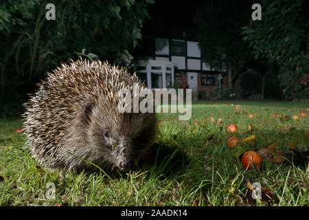 Hérisson (Erinaceus europaeus) sur une pelouse dans un jardin de banlieue la nuit, Chippenham, Wiltshire, Royaume-Uni, septembre. Prises avec une caméra à distance. Parution de la propriété. Banque D'Images