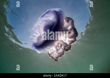 La couronne pourpre méduses (Netrostoma setouchina) dans les eaux peu profondes, de Nukubati Island Resort, Macuata Province, Fidji, Pacifique Sud Banque D'Images