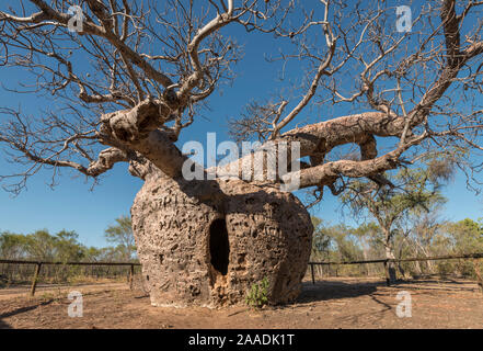 La "prison" Boab tree / Australian Baobab (Adansonia gregorii) qui a été utilisé pour bloquer les prisonniers, Wyndham. Kimberley, Australie occidentale. Juillet 2016. Banque D'Images