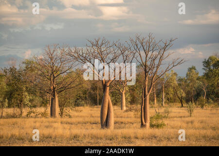 Boab tree / Australian Baobab (Adansonia gregorii) Kimberley, Western Australia, Australie Juillet 2016. Banque D'Images