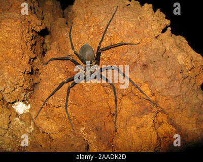 Spider cave géante (Heteropoda sp.) l'île de Sulawesi, en Indonésie. L'un des plus grand avec une jambe span de 25 cm Banque D'Images