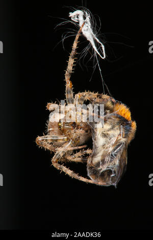 Jardin Spider Araneus diadematus (Croix) rétractable ses Carder (Bombus pascuorum) Abeille proies dans la soie, Bristol, Royaume-Uni, septembre. 9/10 séquence. Banque D'Images