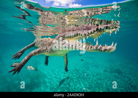 Crocodile (Crocodylus acutus) pris en compte dans la surface comme il flotte, jardins de la Reine, les jardins de la Reine, Parc National de Cuba. Mer des Caraïbes. Banque D'Images