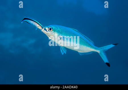 Bluestreak cleaner wrasse (Labroides dimidiatus) bloqué sa tête dans la bouche d'un fusilier de la mer Rouge (Caesio lunaris) pendant une séance de nettoyage. Petite fissure, Sha'ab Mahmoud, Sinaï, Égypte. Mer Rouge. Banque D'Images