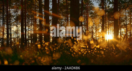 La linaigrette (Eriophorum angustifolium) et de pins (Pinus sp) Store Mosse NP, Suède, mai. Banque D'Images