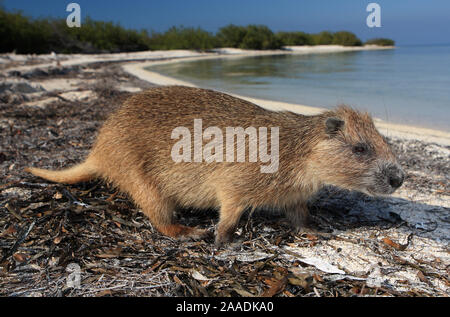 Desmarest's (Capromys pilorides) hutia sur plage, jardins de la Reine, à Cuba. Banque D'Images