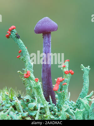 Le fourbe améthyste (Laccaria amethystina) champignon, tourbières Park Co. Armagh, en Irlande du Nord. Banque D'Images