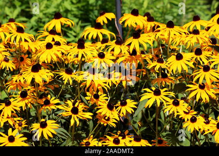 Couches de zones densément planté black-eyed Susan ou Rudbeckia hirta ou Brown-eyed Susan ou Brown betty ou Gloriosa daisy ou Jérusalem d'Or Banque D'Images