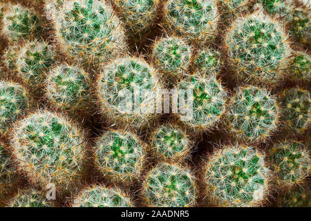 Cactus vert style d'été. Conception artistique. Fond jaune Banque D'Images