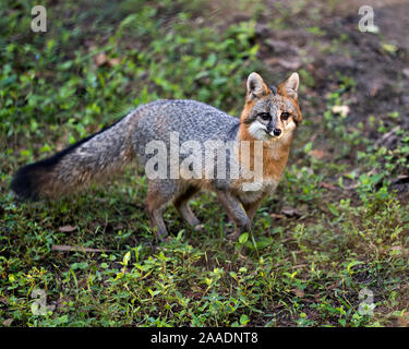 Gray Fox marche dans un champ, exposant son corps, tête, oreilles, yeux, nez, profiter de sa queue et de l'environnement environnant. Banque D'Images