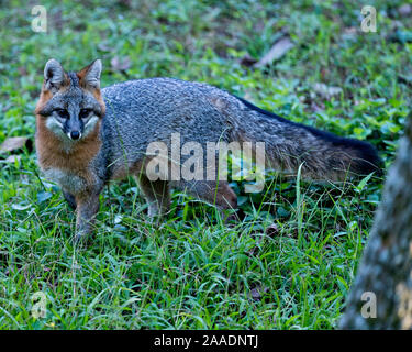 Gray Fox marche dans un champ, exposant son corps, tête, oreilles, yeux, nez, profiter de sa queue et de l'environnement environnant. Banque D'Images