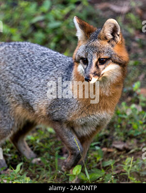 Gray Fox marche dans un champ, exposant son corps, tête, oreilles, yeux, nez, profiter de sa queue et de l'environnement environnant. Banque D'Images