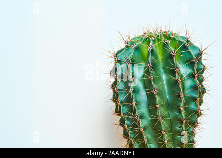 Cactus vert style d'été. Conception artistique. Fond jaune Banque D'Images